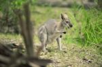 Wallaby Outside By Itself Stock Photo