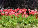 Pink Tulips On The Flowerbed In The Park Stock Photo