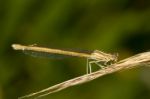 Platycnemis Acutipennis Damselfly Insect Stock Photo