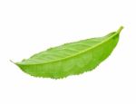 Tea Leaf Isolated On The White Background Stock Photo