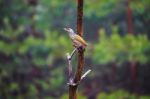 Gray-headed Woodpecker In A Rainy Spring Forest Stock Photo