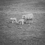 Sheep On The Farm During The Day Stock Photo