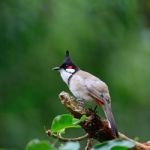 Red-whiskered Bulbul Stock Photo