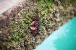 Crab Finding Food On Rocky Beach Stock Photo