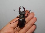 Large Beetle Stag Beetle Insects Stock Photo