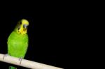 Budgerigar Stock Photo