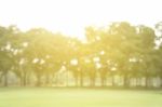 Blurred Image Of Green Park Scenery Stock Photo