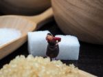 Miniature Fat Woman Standing Near Wooden Bowl And Spoon With Sug Stock Photo