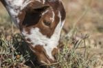 Head Of Brown Goat Stock Photo