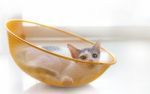 Kitten On Yellow Basket Stock Photo