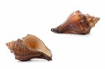 Sea Shell  On White Background Stock Photo