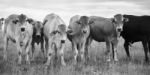 Country Cows Stock Photo