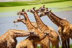 Group Of Giraffes Eating Grass Stock Photo