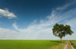 Meadow And Tree Stock Photo