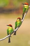 Chestnut-headed Bee Eater Stock Photo