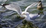 Beautiful Isolated Image With The Gulls Fighting For The Food Stock Photo