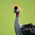 Grey Crowned Crane Stock Photo