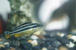 Zebra Fish Swim Like Cheerful Stock Photo