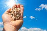 Hand Holding Pellet Stock Photo