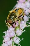 Bee Resting Stock Photo