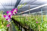 Dendrobium Orchid Farm Stock Photo