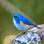 Male Himalayan Bluetail Stock Photo