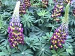 Lupines Flowers In The Garden Stock Photo