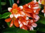 Details Of A Natal Lily Flower Stock Photo