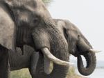 African Elephant  Stock Photo