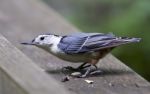 Isolated Image Of A White-breasted Nuthatch Bird Stock Photo