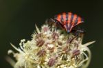 Graphosoma Lineatum Stock Photo