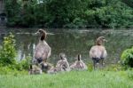 Egyptian Geese (alopochen Aegyptiacus) With Goslings Stock Photo