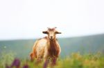 Goat Eating Grass Stock Photo