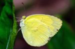 Large Grass Yellow Butterfly Stock Photo