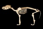 Skeleton Of Dog Stock Photo