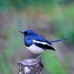 Male Oriental Magpie Robin Stock Photo