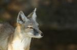 Steppe Fox Stock Photo