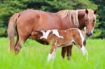 Horse Foal Suckling From Mare Stock Photo