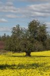 Almond Orchard In A Field Of Yellow Flowers Stock Photo