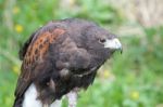 Harris Hawk Stock Photo