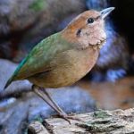 Male Rusty-naped Pitta Stock Photo