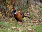 Pheasant Enjoying The Sunshine At Warnham Nature Reserve Stock Photo