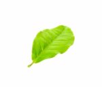 Tea Leaf Isolated On The White Background Stock Photo