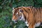 Sumatran Tiger (panthera Tigris Sumatrae) Stock Photo