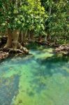 Mangrove Forests Stock Photo