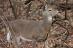 Background With A Deer Looking At Something Stock Photo