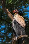 King Vulture (sarcoramphus Papa) Stock Photo