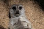 Meerkat Or Suricate (suricata Suricatta) Stock Photo