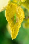 Green Lynx Spider Is A Conspicuous Bright-green Spider Found On Stock Photo