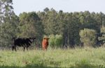 Cows Grazing In The Green Argentine Countryside Stock Photo